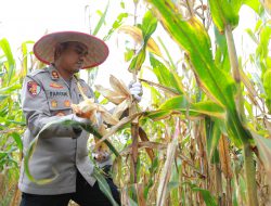 Polres Inhil Ikuti Panen Raya Jagung Serentak se-Indonesia