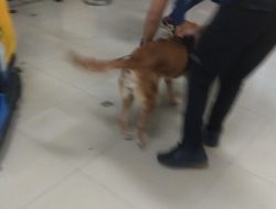 BC Batam Perketat Pengawasan, Tim K9 Periksa Barang Penumpang di Terminal Ferry Punggur