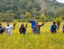 Panen Raya 4 Ton Jadi Bukti Nyata, BUMDes Permata Dongkrak Ekonomi Warga Jemaja Timur