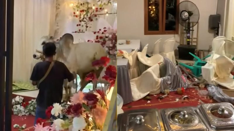 Viral sapi kurban merusak tenda pernikahan di Purwokerto, Jawa Tengah. (TikTok/meiwinda75)