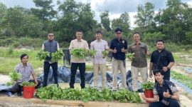 Polres Lingga Panen Perdana 50 Kilogram Pakcoy, Dukung Program Ketahanan Pangan Nasional (dok/photo)