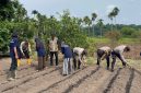 Polsek Jemaja Bersama KKN UGM Gelar Penanaman Jagung Pipil (dok/photo)