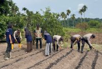 Polsek Jemaja Bersama KKN UGM Gelar Penanaman Jagung Pipil (dok/photo)