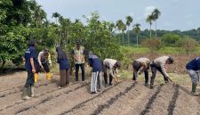 Polsek Jemaja Bersama KKN UGM Gelar Penanaman Jagung Pipil (dok/photo)