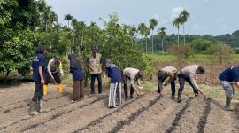 Polsek Jemaja Bersama KKN UGM Gelar Penanaman Jagung Pipil (dok/photo)