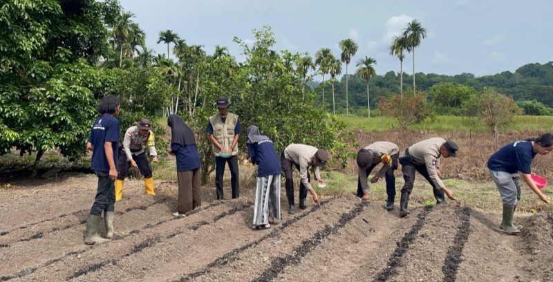 Polsek Jemaja Bersama KKN UGM Gelar Penanaman Jagung Pipil (dok/photo)