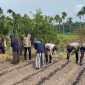 Polsek Jemaja Bersama KKN UGM Gelar Penanaman Jagung Pipil (dok/photo)
