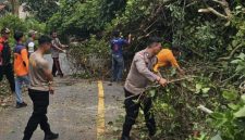 Respon Cepat Aparat dan Warga Evakuasi Mobil Ekspedisi Tertimpa Pohon ((dok/photo)