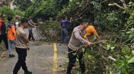 Respon Cepat Aparat dan Warga Evakuasi Mobil Ekspedisi Tertimpa Pohon ((dok/photo)