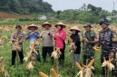 Polres Anambas Panen Raya Jagung (ket/photo)