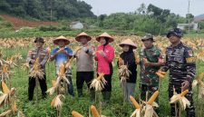 Polres Anambas Panen Raya Jagung (ket/photo)