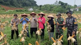 Polres Anambas Panen Raya Jagung (ket/photo)