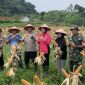 Polres Anambas Panen Raya Jagung (ket/photo)